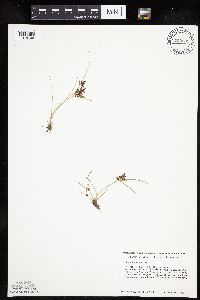 Cyperus diandrus image