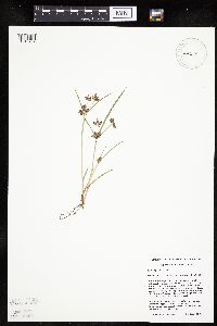 Cyperus diandrus image