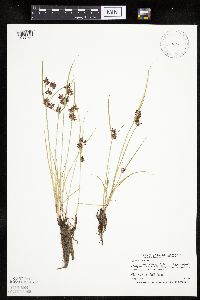 Cyperus diandrus image
