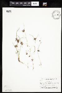 Cyperus diandrus image