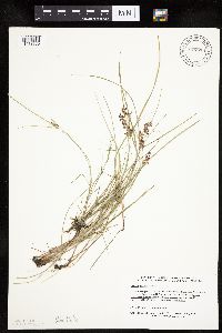 Cyperus diandrus image