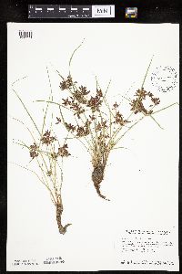 Cyperus diandrus image