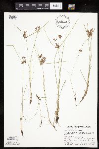 Cyperus diandrus image