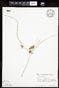 Cyperus diandrus image