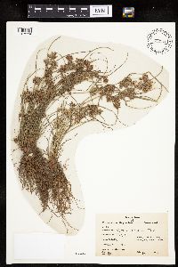 Cyperus bipartitus image