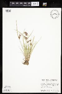 Cyperus diandrus image