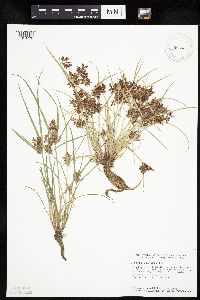 Cyperus diandrus image