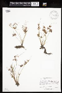 Cyperus diandrus image