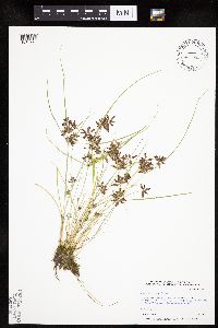 Cyperus diandrus image