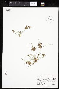 Cyperus diandrus image