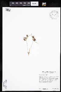 Cyperus diandrus image