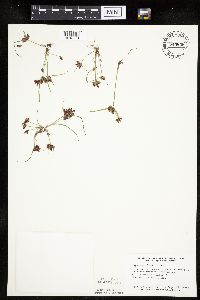 Cyperus diandrus image