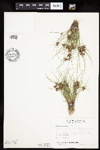 Cyperus diandrus image