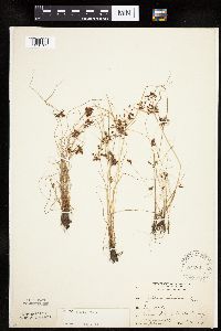 Cyperus diandrus image