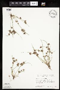 Cyperus diandrus image