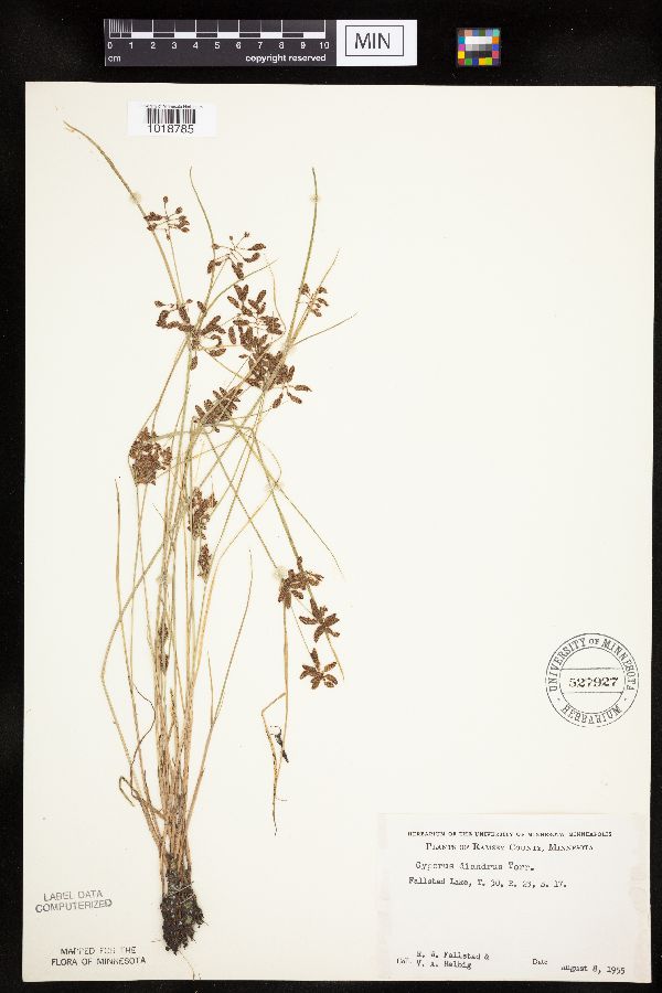Cyperus diandrus image