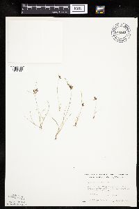 Cyperus diandrus image