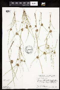 Cyperus diandrus image