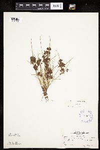 Cyperus diandrus image