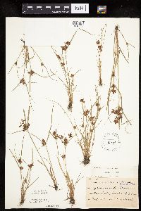 Cyperus diandrus image