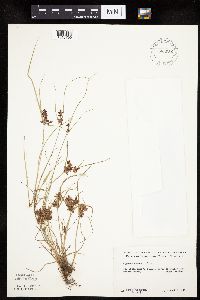 Cyperus diandrus image
