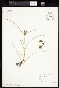 Cyperus diandrus image