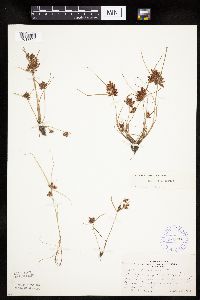 Cyperus diandrus image