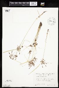 Cyperus diandrus image