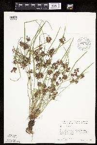 Cyperus diandrus image