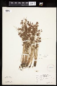Cyperus diandrus image