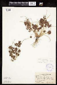 Cyperus diandrus image