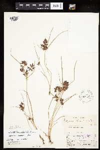 Cyperus diandrus image
