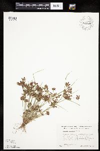 Cyperus diandrus image