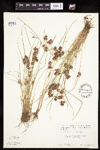 Cyperus diandrus image
