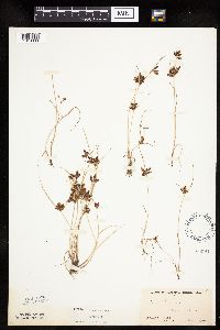 Cyperus diandrus image