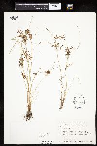 Cyperus diandrus image