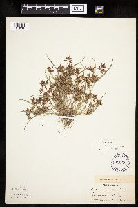 Cyperus diandrus image