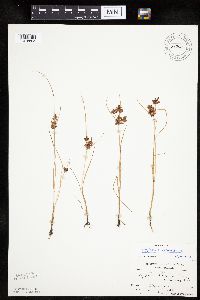 Cyperus diandrus image