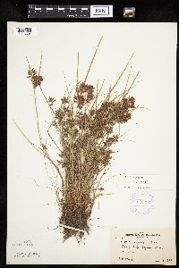 Cyperus diandrus image