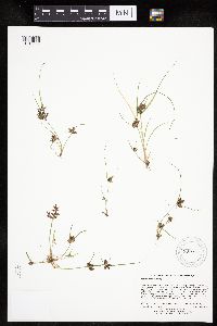 Cyperus diandrus image