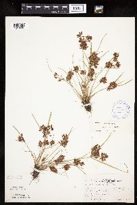 Cyperus diandrus image