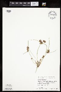 Cyperus diandrus image