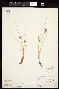 Cyperus diandrus image