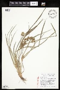 Cyperus erythrorhizos image