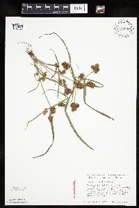 Cyperus erythrorhizos image