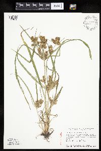 Cyperus erythrorhizos image
