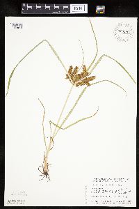 Cyperus erythrorhizos image
