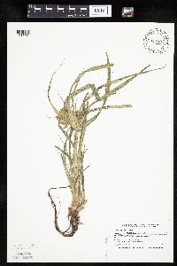 Cyperus erythrorhizos image
