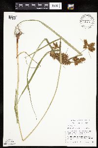 Cyperus erythrorhizos image