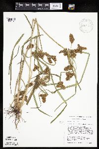 Cyperus erythrorhizos image